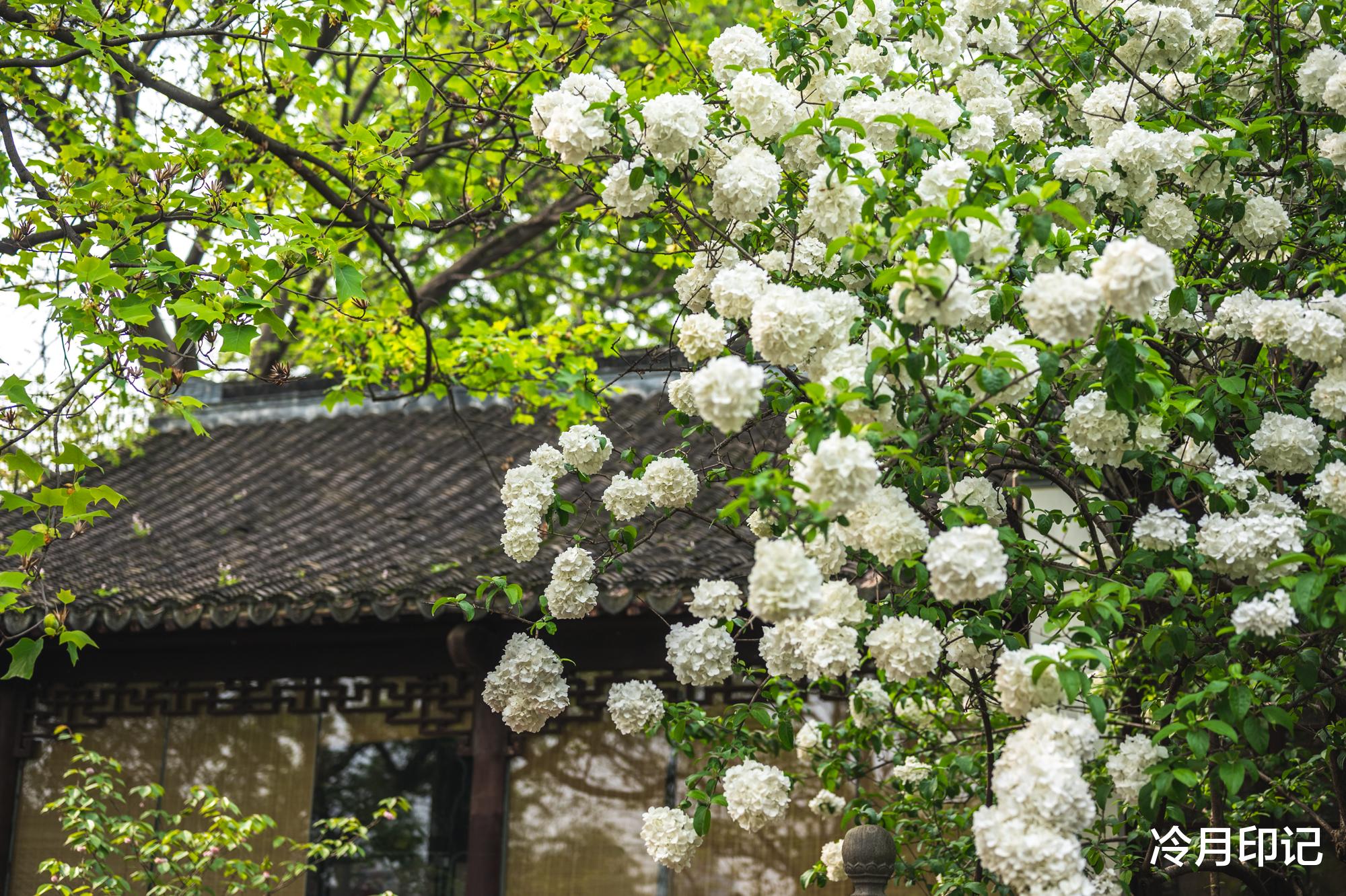南京|不知不觉，南京崇正书院的木绣球花要开了，希望4月可以正常赏花