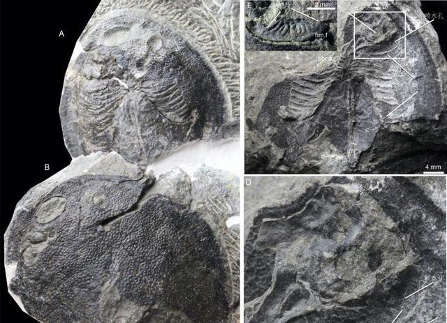 科学家首证:人类中耳由鱼鳃演变而来,浙江、云南的化石立功