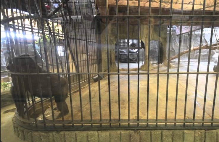 这只世界上最孤独的大猩猩,时间不多了