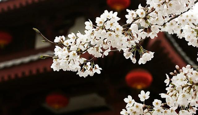 姹紫嫣红的春天，学习六个摄影技巧，拍摄别样风情的花朵照片