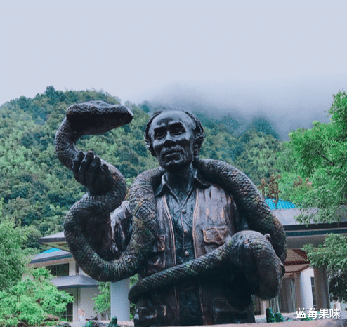 莽山|毒蛇界的顶级流量明星,上过央视,卖出天价——莽山烙铁头