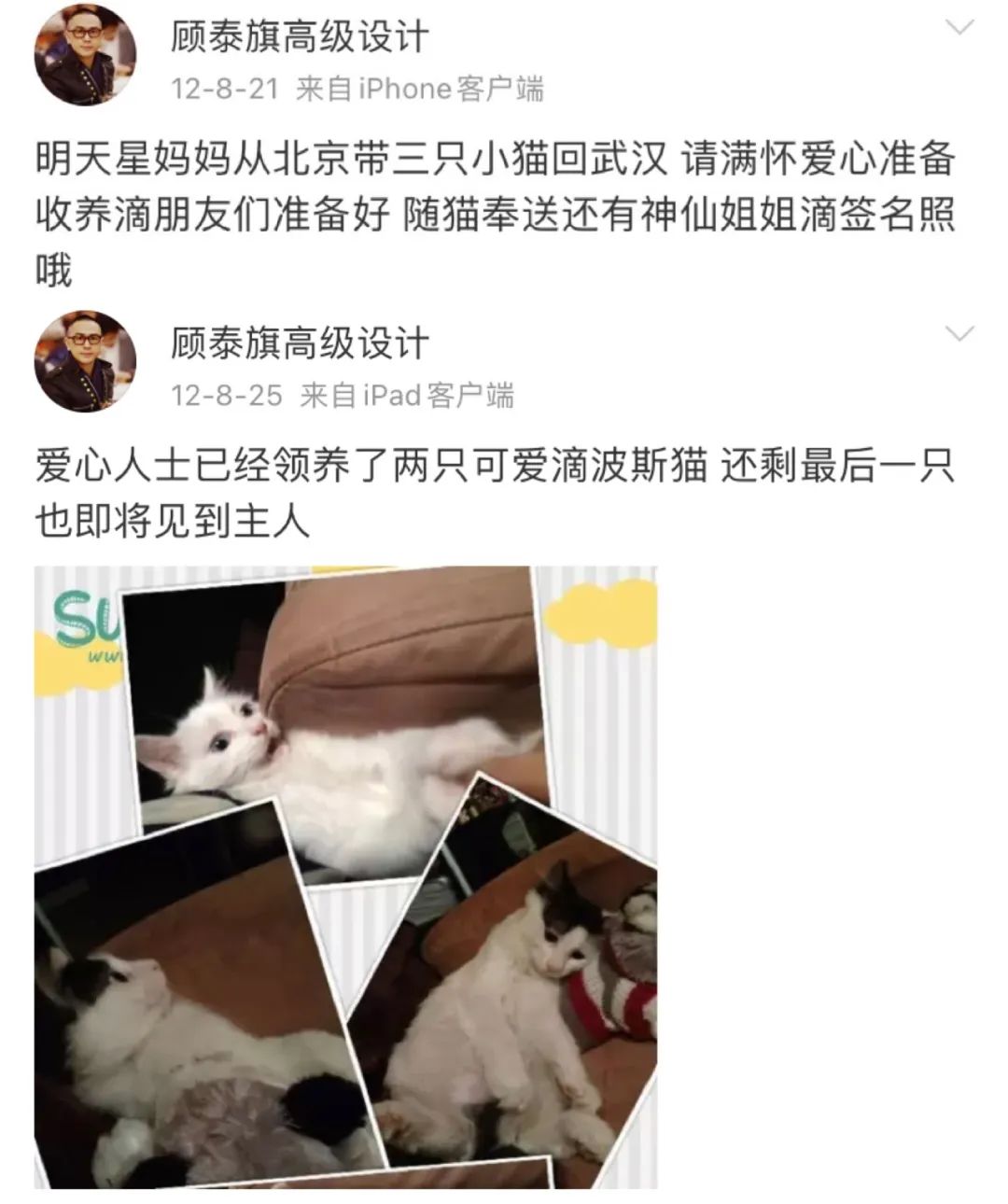 刘亦菲|神仙姐姐刘亦菲捡了11年流浪猫,如今她的千万豪宅里养了50只猫