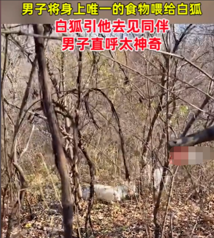 黑龙江哈尔滨,一男子上山办事,偶遇一只白狐,看其好像饿了