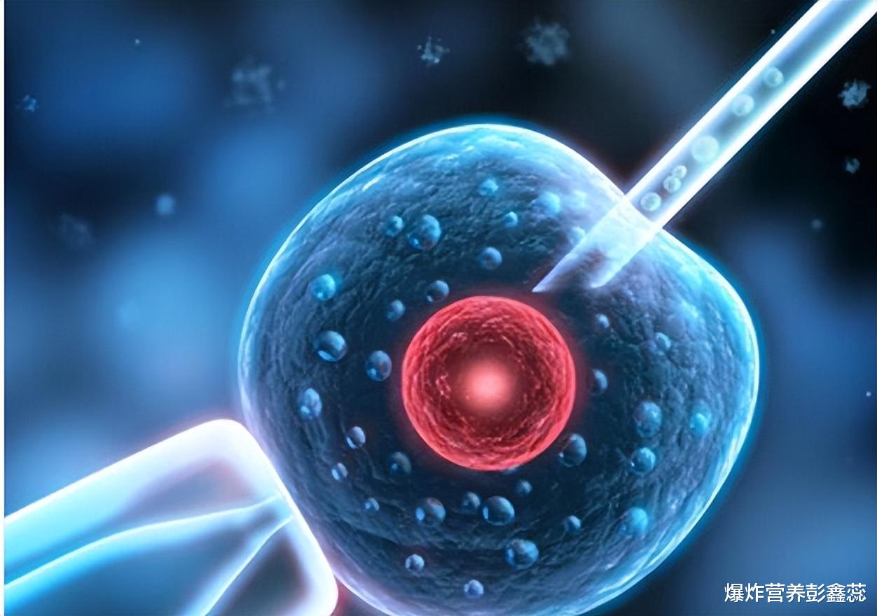 鸡蛋|多吃鸡蛋寿命短,是真科学还是伪科学?哈佛大学研究2万人告诉你