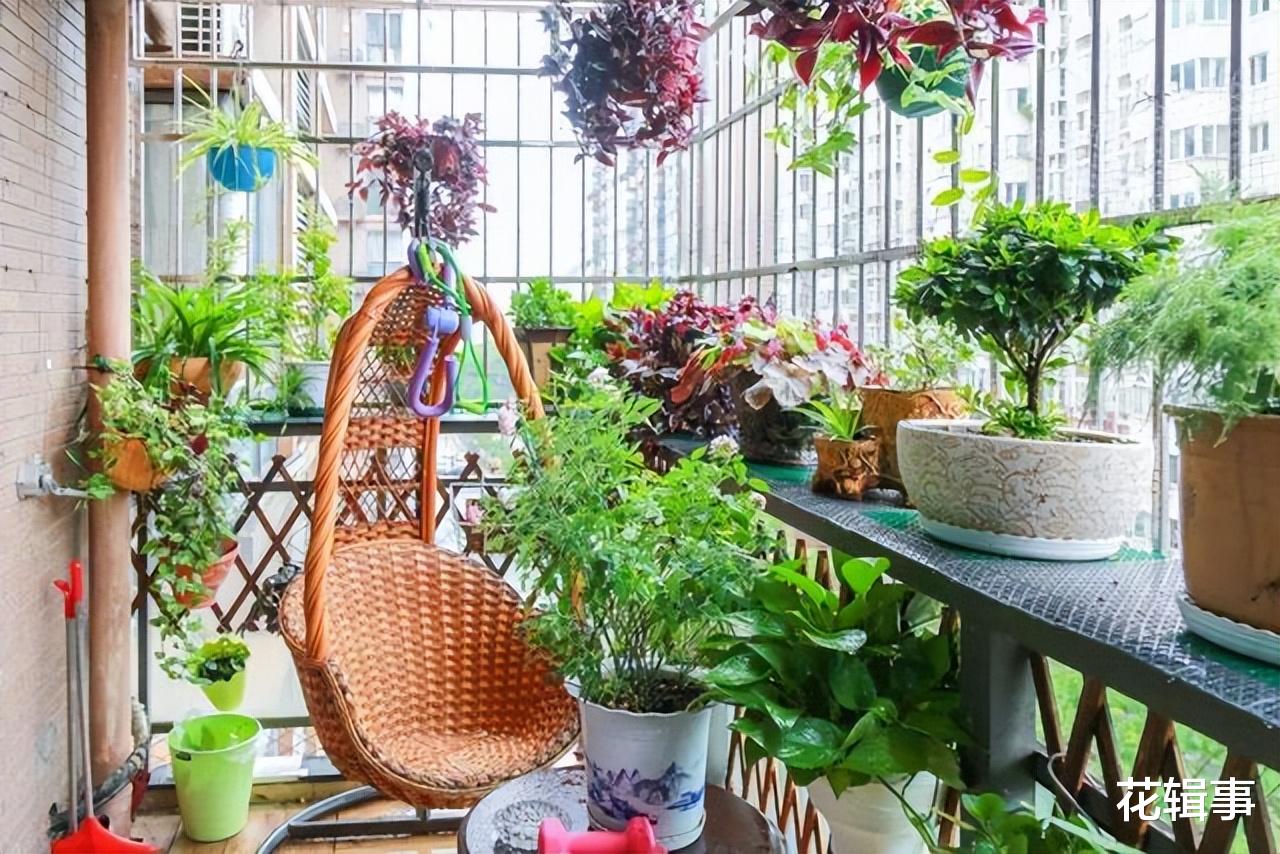 阳台|家庭养花要养出好状态,一些摆放的“禁忌”,注意了不要犯