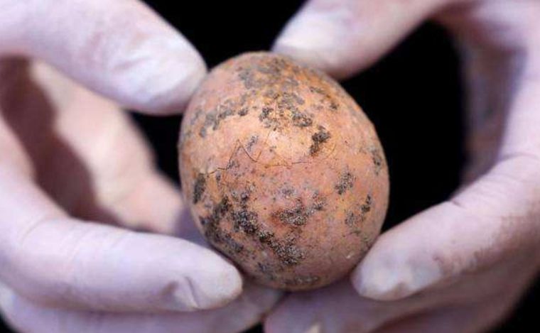 考古专家挖掘中最怕鸡蛋，不敢碰不敢摸，瞬间紧张又欣喜