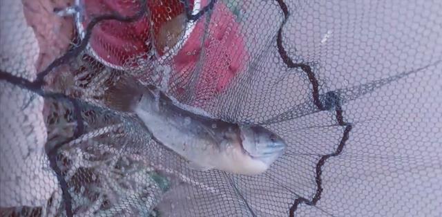 steam|男子野钓一无所获，意外捞起1条会走路的“怪鱼”，网友：被电了