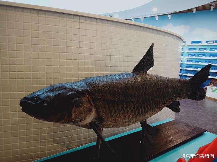 千岛湖|一年出鱼800万斤，水深117米的千岛湖，里面最大的鱼有多大？