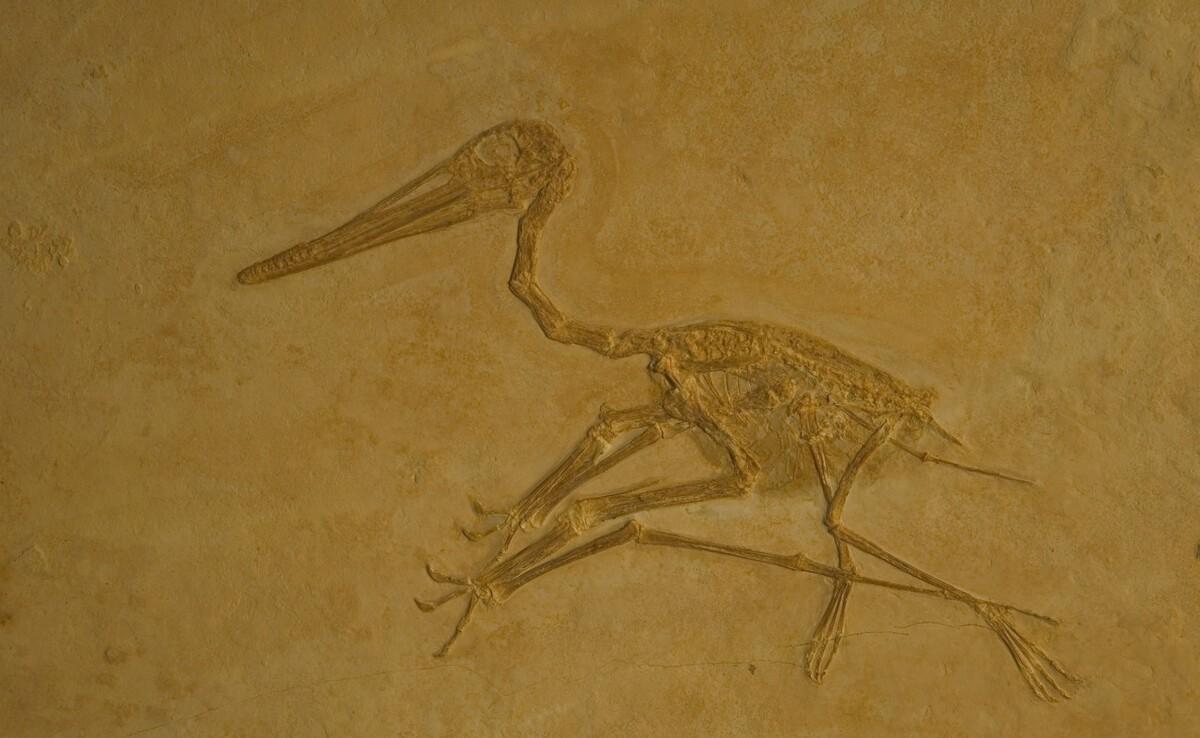 比大熊猫还珍贵的魔鳉,在小水塘里存活6万多年