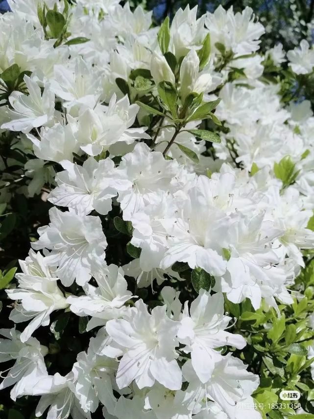 汶川|约！汶川『6月花花世界』已上新！