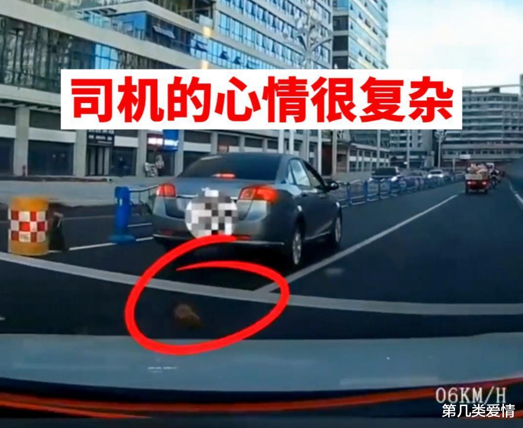 四川:女子遛狗不栓绳过马路,回头发现狗被压,司机被吓懵了