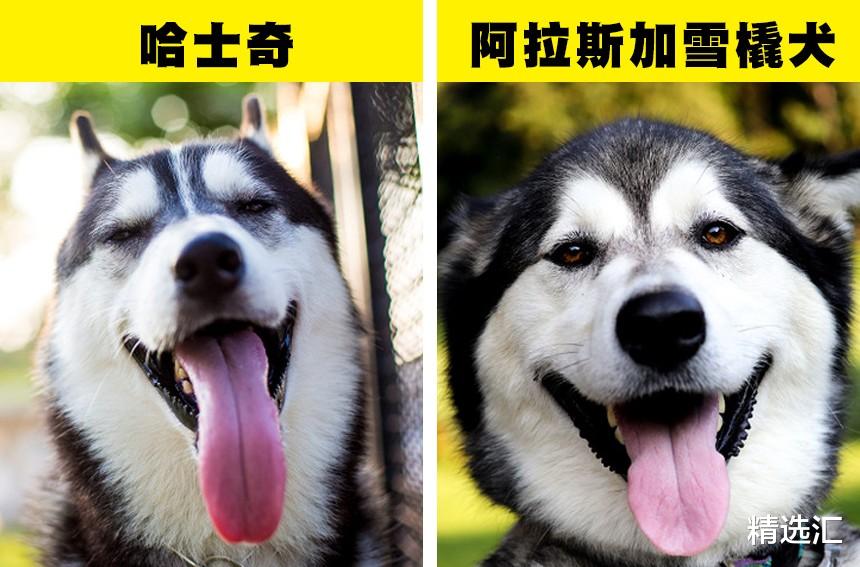 涨知识:存在明显差异,但经常被我们混淆的7对事物