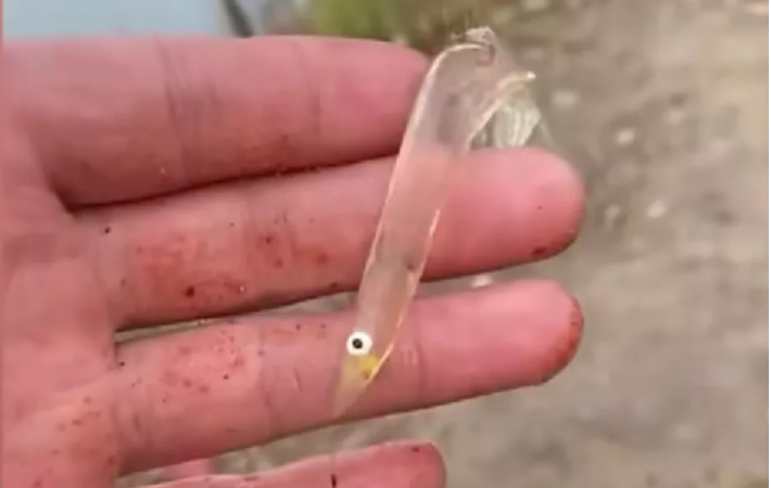 河北|河北一男子钓鱼时,钓上来一条从未见过的小鱼,小鱼全身透明,非常可爱
