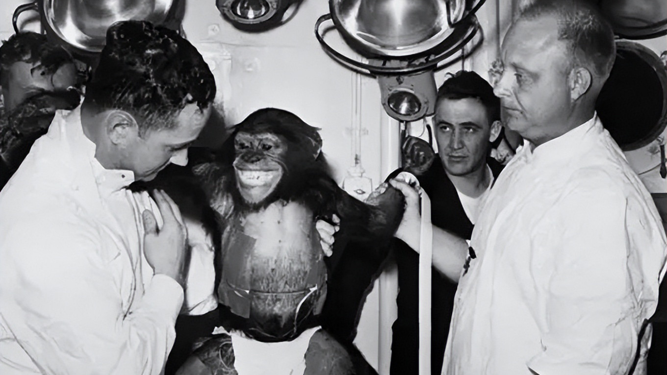 61年前，美国把一只黑猩猩送入太空，接回来后却发现有点不对劲
