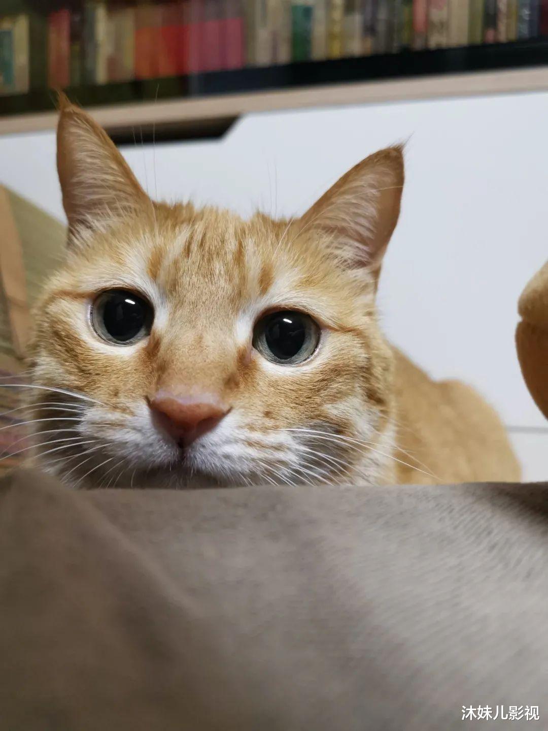 倪虹洁|倪虹洁：已离婚，有孩子，热恋中