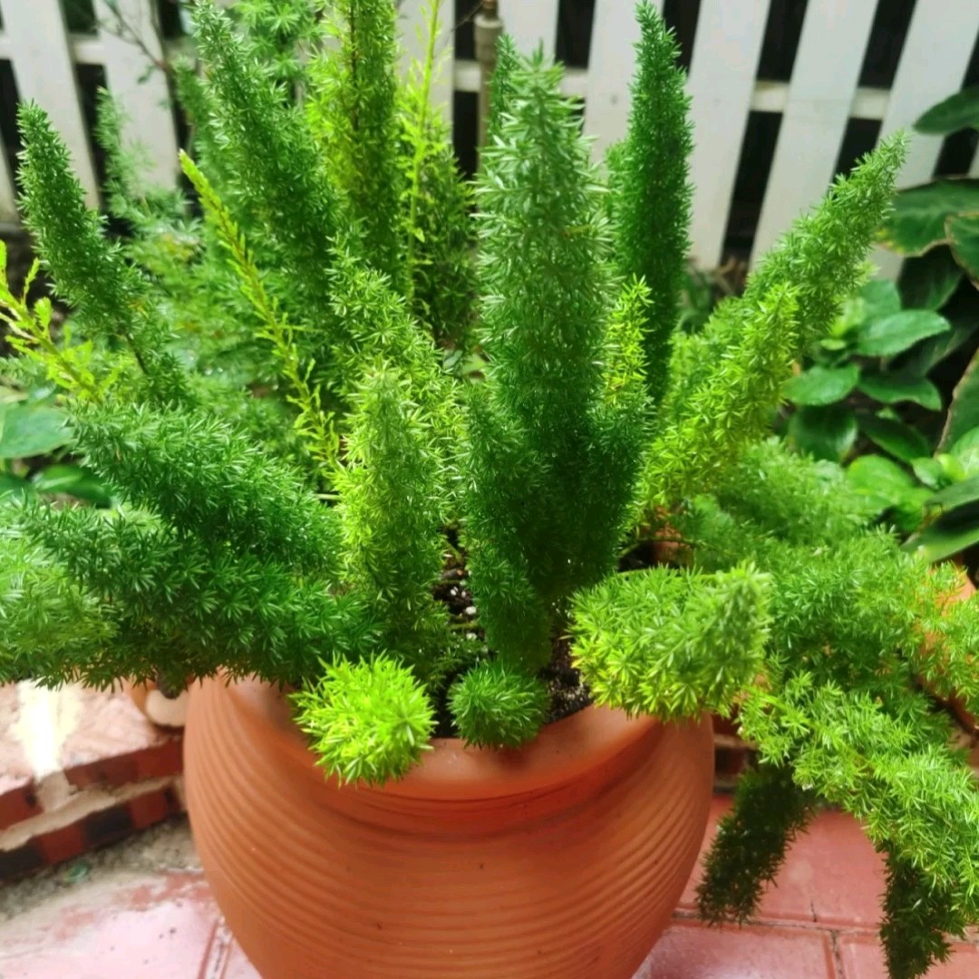 不顾父母反对,还是买了一楼带院的房子,种满植物花草就是花园