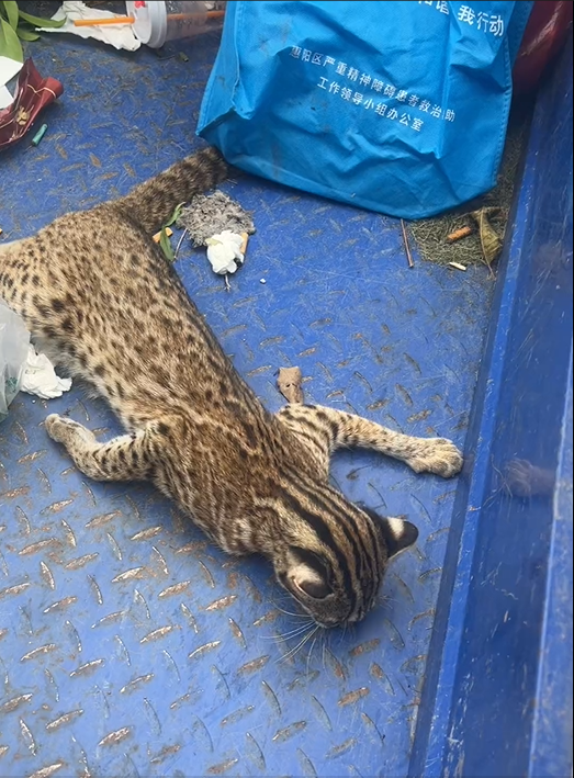 广东惠州一豹猫疑似中毒,抢救无效死亡,野生动物保护部门:尸体已做无害化处理