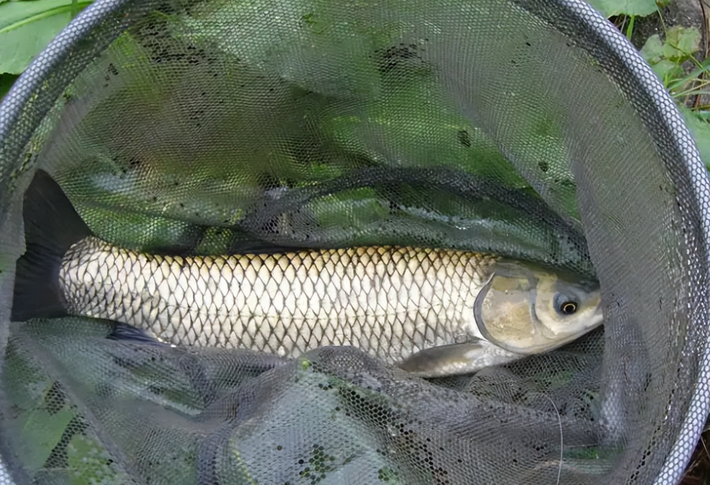 |春末夏初钓鱼变数多,掌握5个关键点,任何水面都能“爆护”