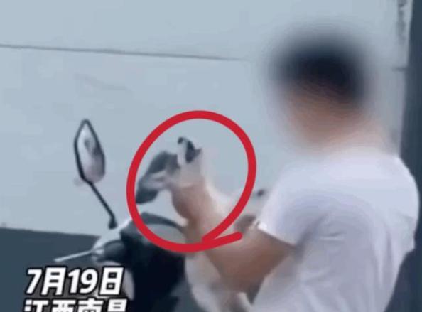 可恨!南昌一男子公然虐狗还威胁群众,网友愤怒:失败者!