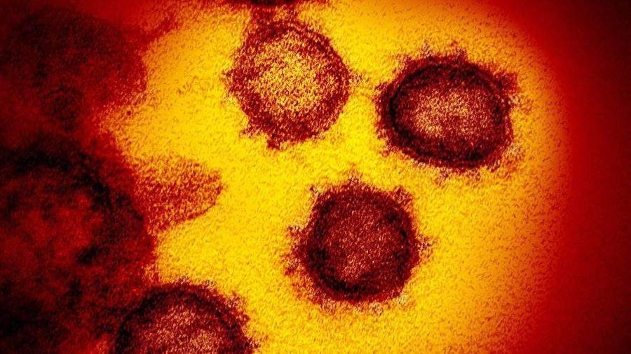 美国科学家正在合成一种特别危险的新冠病毒变种
