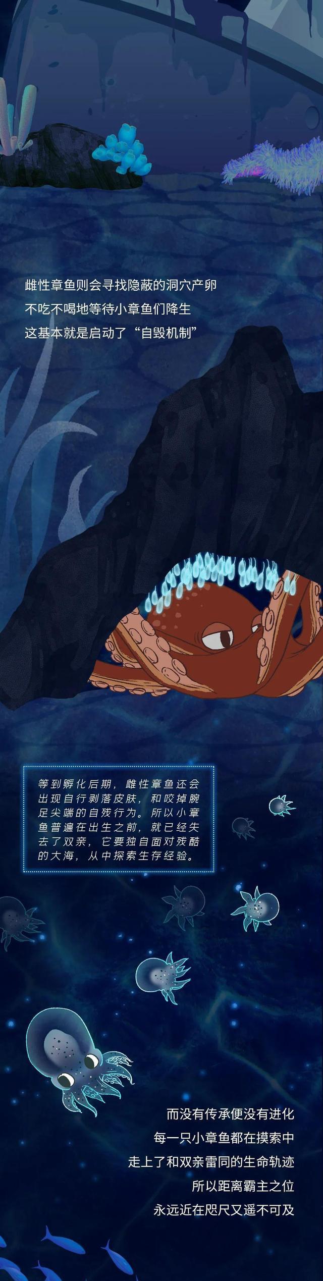拥有3颗心脏9个大脑的章鱼，为啥没能“统治”地球？（漫画科普）