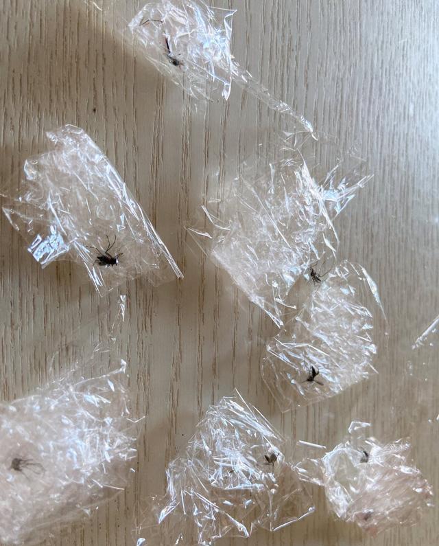 蚊子 妹子收集吸过自己血的蚊子，把血抽干做成“蚊子美甲”这画风？