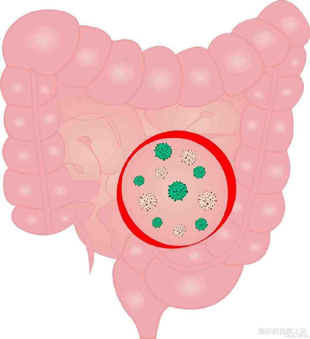 人参|经常应酬伤肝怎么办?人参三七成分可能改善肠道菌群调节肝功能
