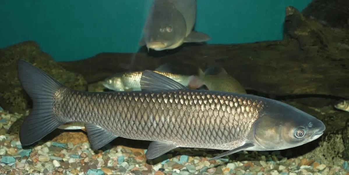 |安徽出现头部似外星生物的怪鱼,钓鱼人频繁钓获,网友:放心吃