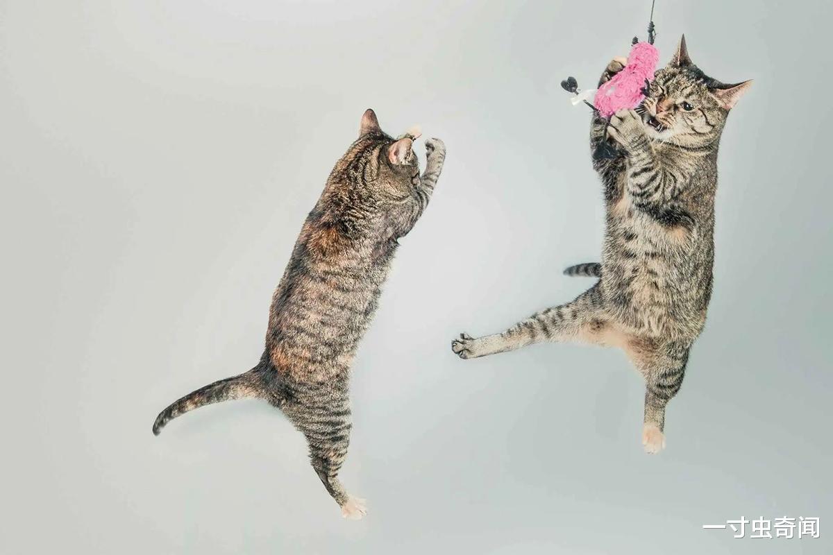 刚地弓形虫的致命入侵:控制人思维的虫子有多可怕?猫也参与其中
