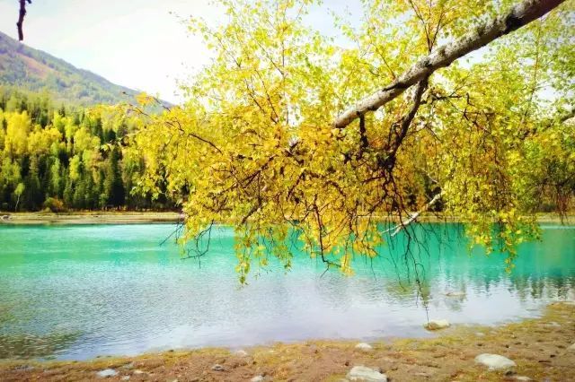 |喀纳斯的秋天刷爆朋友圈，简直令全国人民都羡慕坏了！