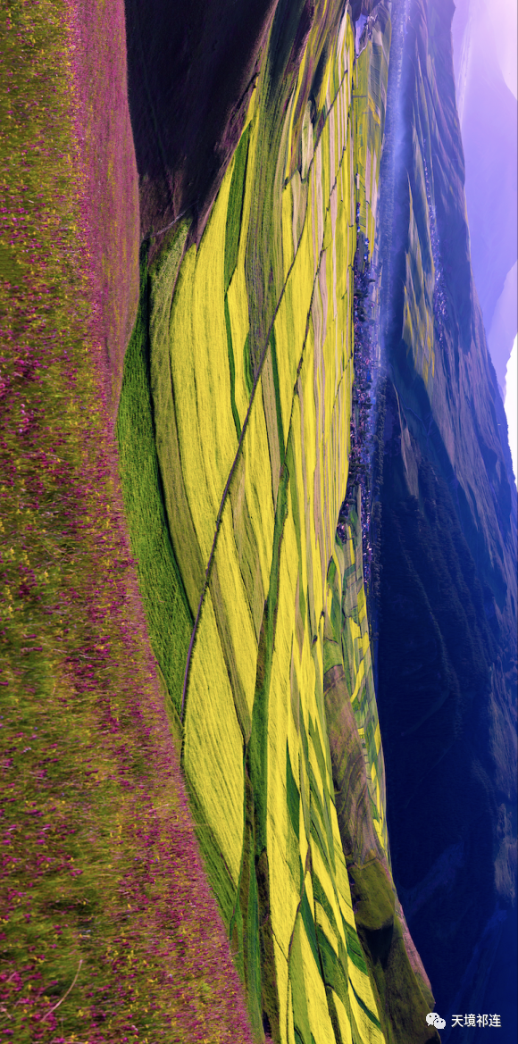 油菜花|误闯入一片祁连花“海”,被卓尔山下这片油菜花田美醉了!