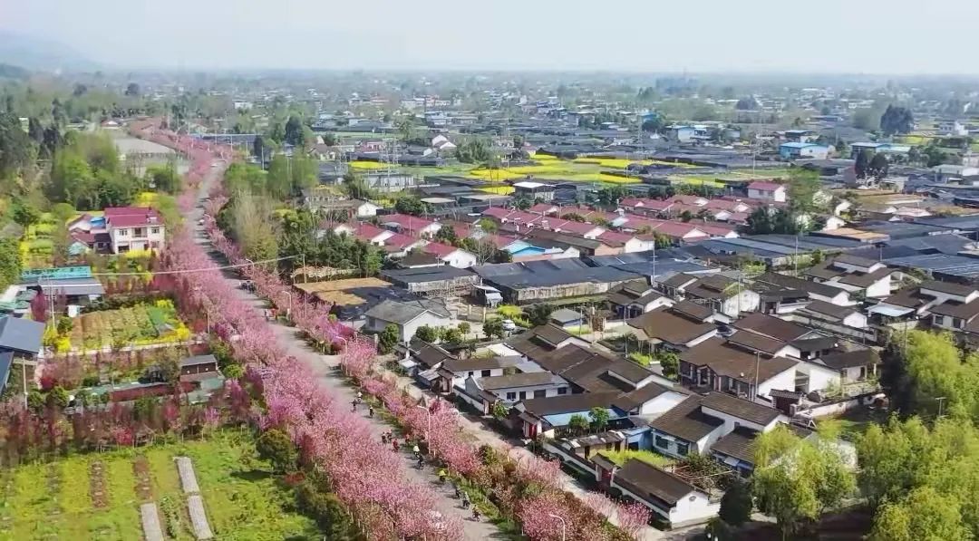 龙泉村|绵延整整3公里！这里的“村花”开出一带好风景！