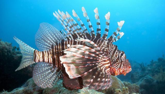 黑叉齿鱼：自然界恐怖的吞食者，能吞下比自身重10倍的猎物