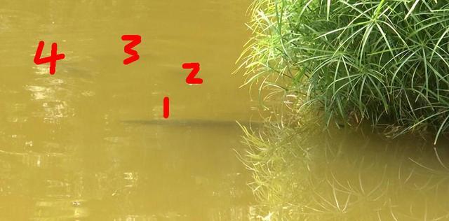 |昆明小区再现4条鳄雀鳝,物业欲抽水除害,钓鱼人:我来!