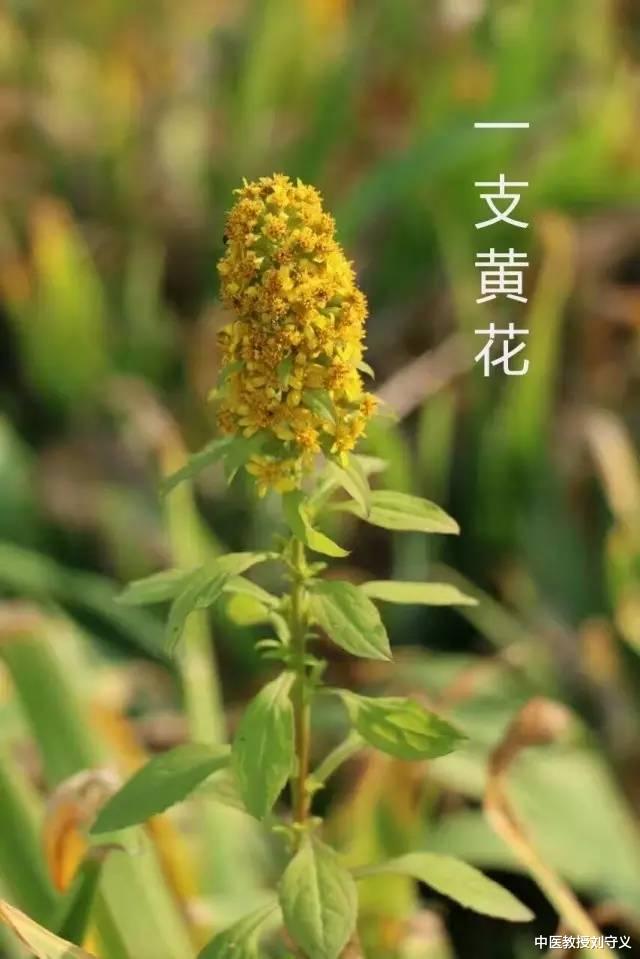 食管炎|每日一味抗癌中药——一枝黄花,清热解毒又止痛,感冒发热很常用