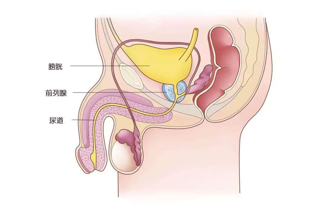 |前列腺按摩器,对前列腺的康复和保健有用吗?