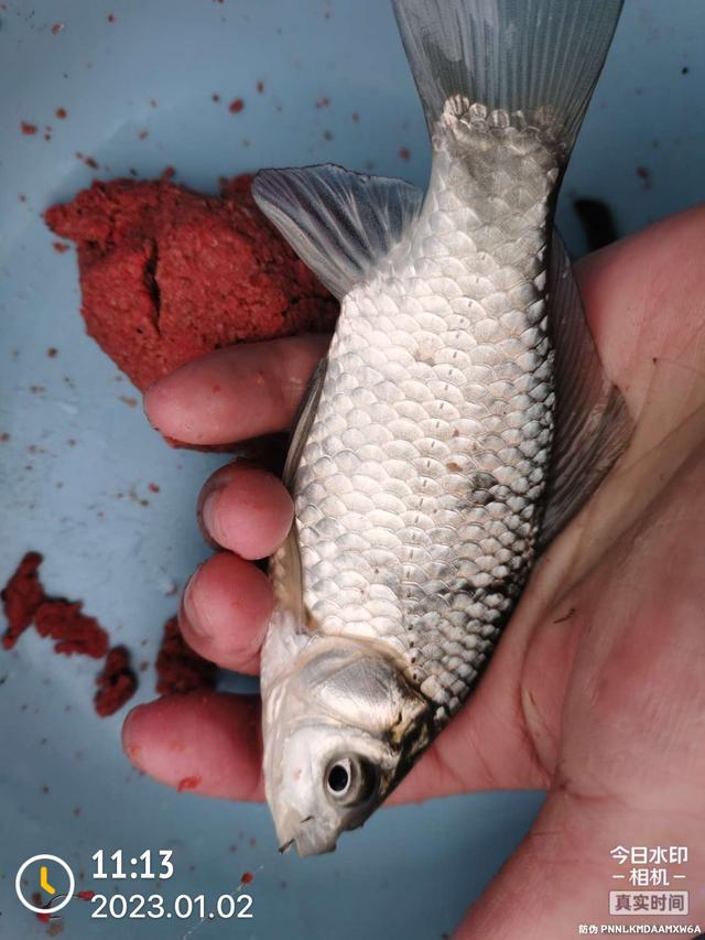 饵料|2023年第一钓,酣畅淋漓!