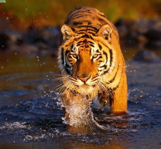 为何食物链顶端的老虎吃过人就要杀掉，动物专家：后果非常的严重
