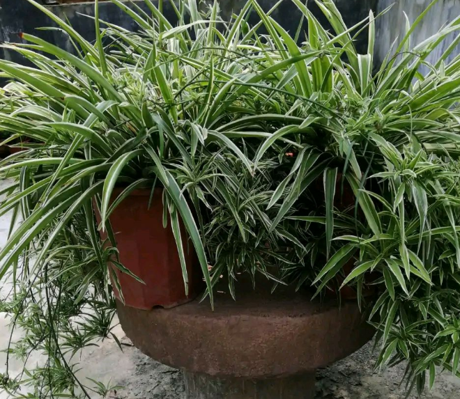 我家卫生间被一种植物“占领”了……