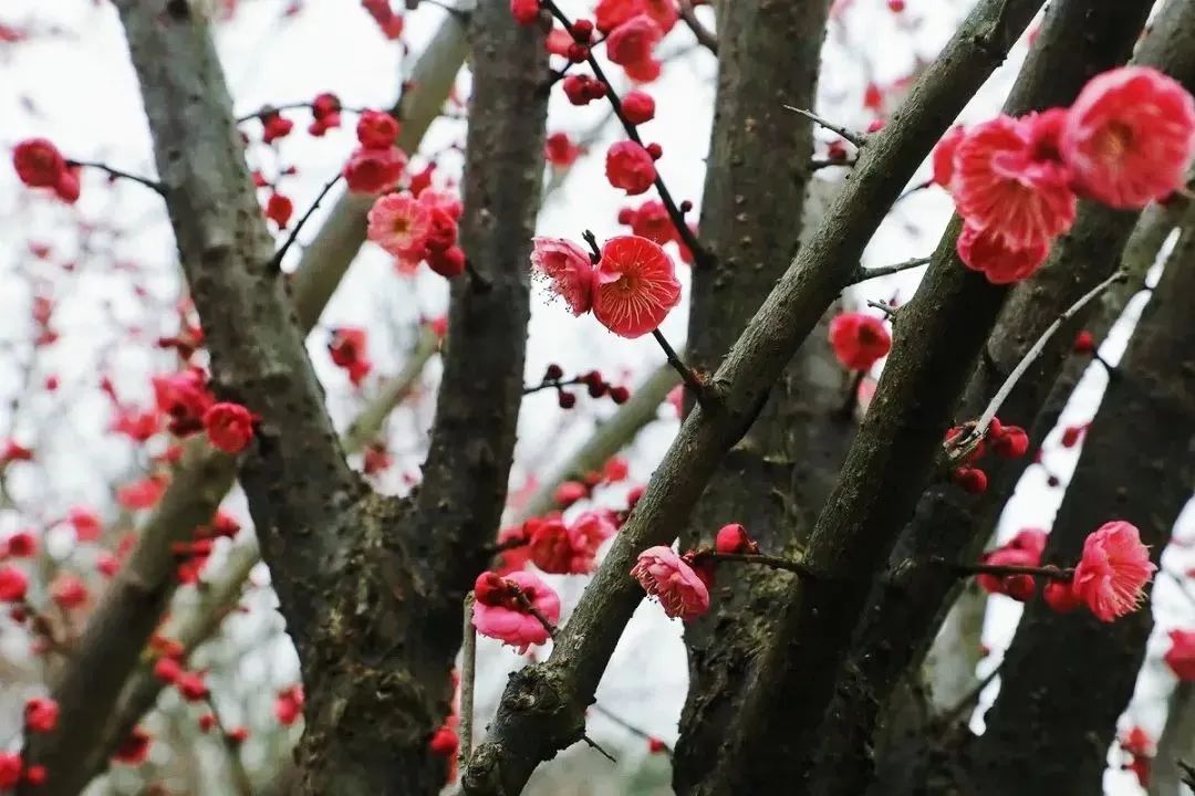 南浔|江南无所有,聊赠一枝春,在湖城邂逅“梅”好
