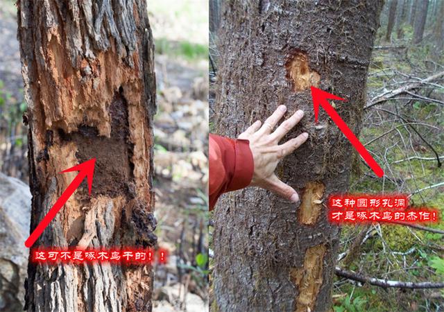 谁是伤害这些树木的“真凶”?不是啄木鸟,啄木鸟不会这么粗暴