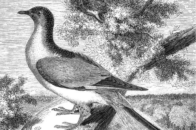 50亿只旅鸽，短短百年便消失不见，是因为人类太好吃？