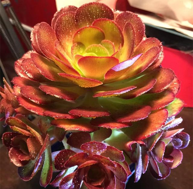 新春到了,要想多肉法师更美,快来试试几个妙招吧