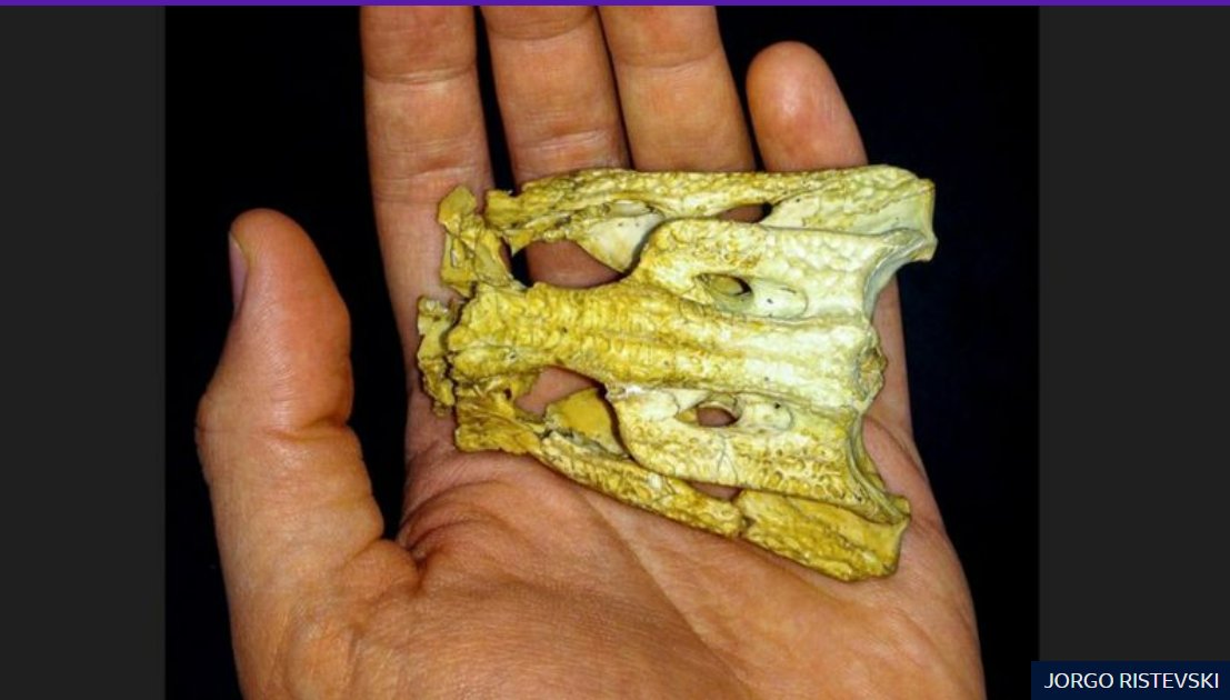 1350万年前比家猫还小的鳄鱼,被戏称为“最可爱的爬行动物”