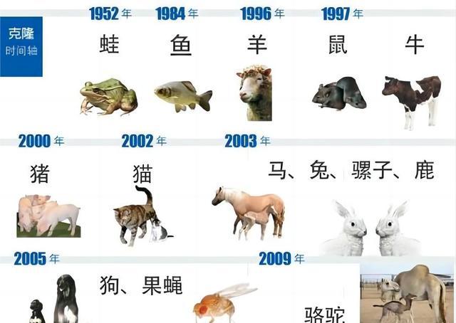 为啥现在很少提“克隆”了?多莉用自己的一生,书写了答案