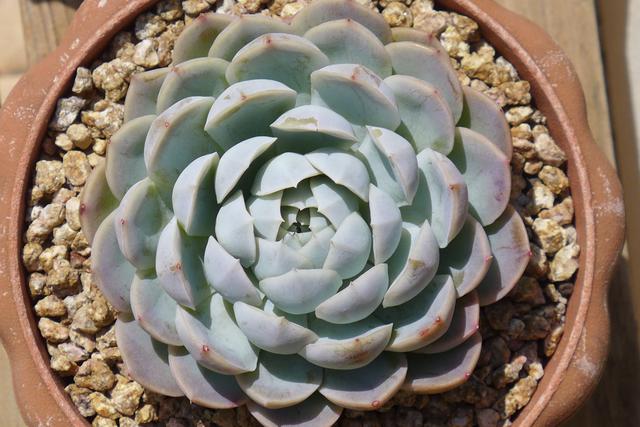 如果给多肉用铺面石,记得简单清洗一下,不板结更透气