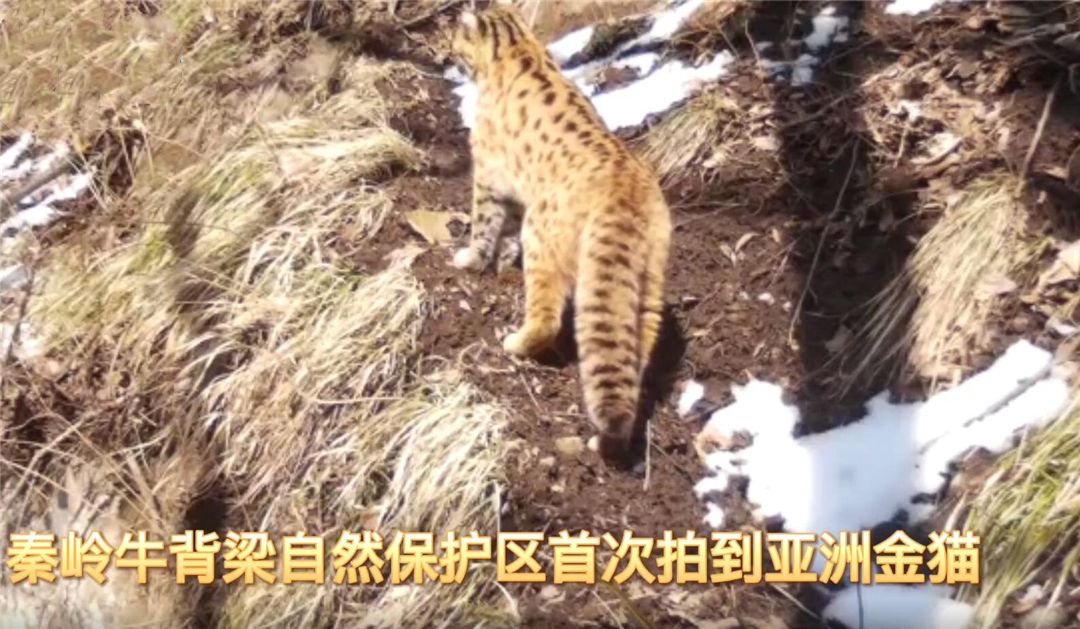 ?秦岭出现亚洲金猫,真是传说动物“彪”?能控制泛滥的野猪吗?