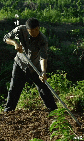 李子柒|男版李子柒爆火！坐拥800w粉丝，却不直播不带货，网友：这才是人间真实！