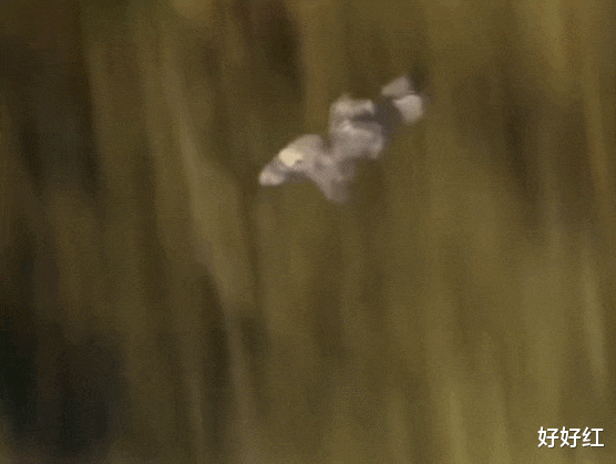 国产剧|国产剧特效完了吗