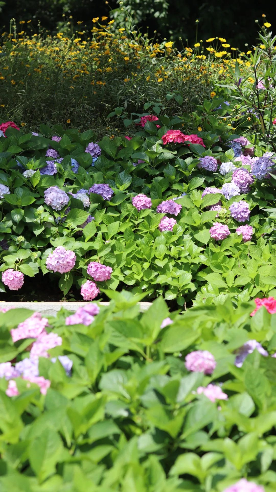 绣球花|重庆轨道交通直达的桃花源，绣球花、粉黛桥、大草坪都很出片